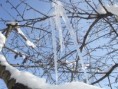 /album/caro-zimnej-prirody/dscf0190-jpg1/